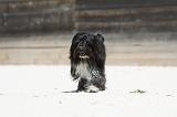 PETIT CHIEN LION 231